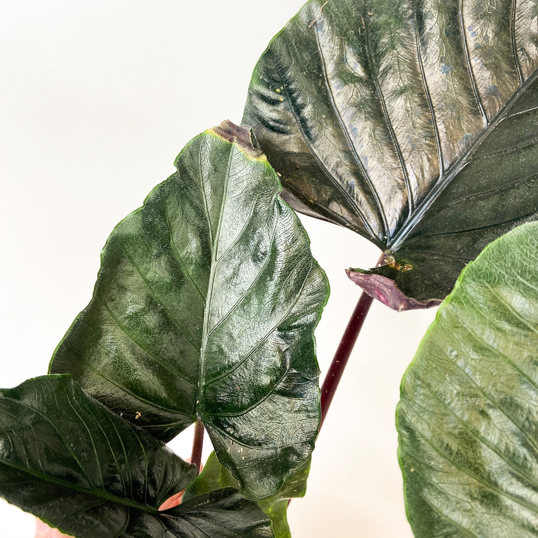 B-Ware Sale Foliage Dreams