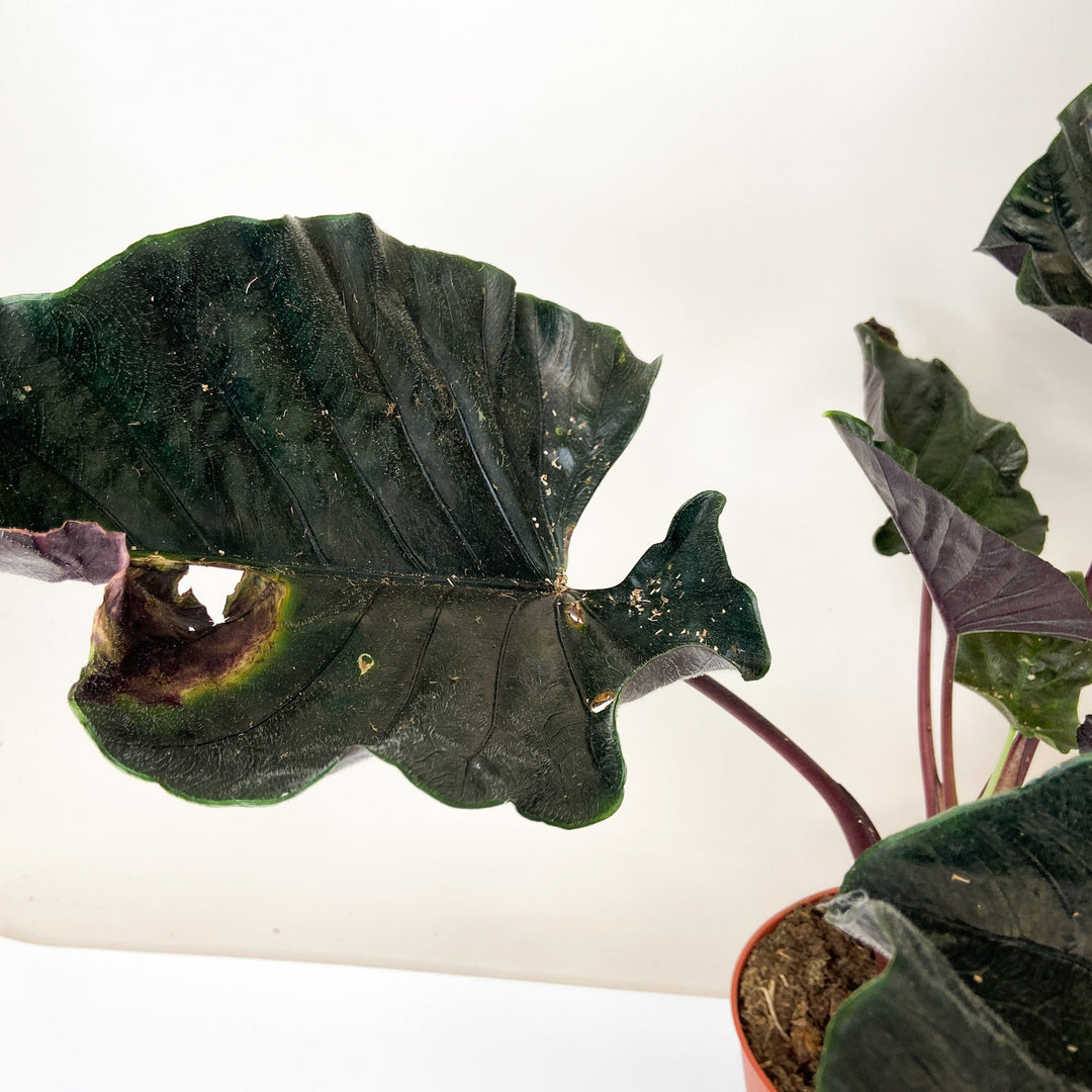 B-Ware Sale Foliage Dreams