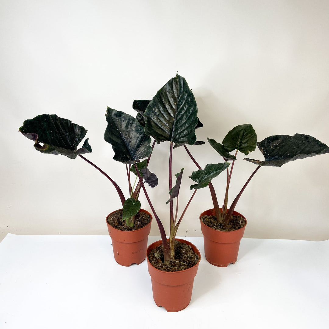 B-Ware Sale Foliage Dreams
