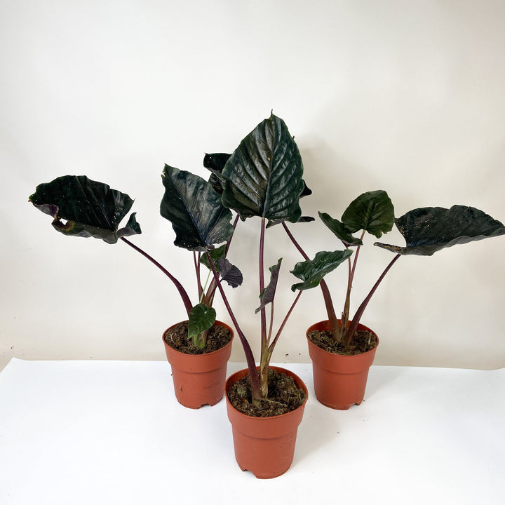 B-Ware Sale Foliage Dreams