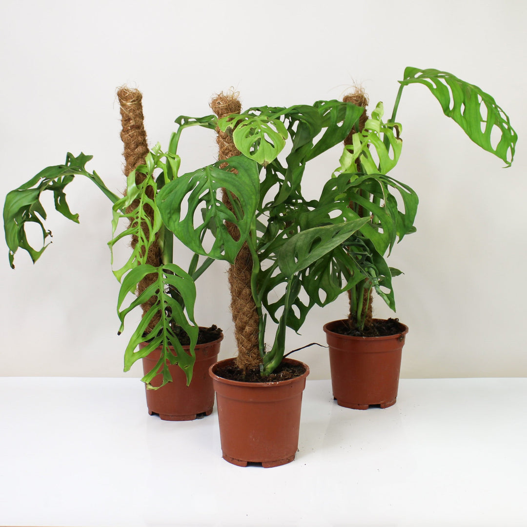 B-Ware Sale Foliage Dreams
