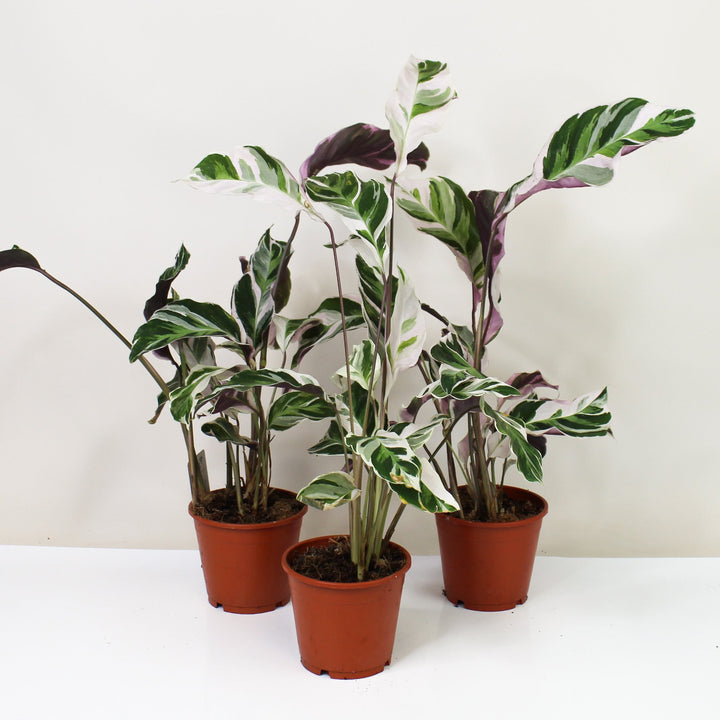 B-Ware Sale Foliage Dreams