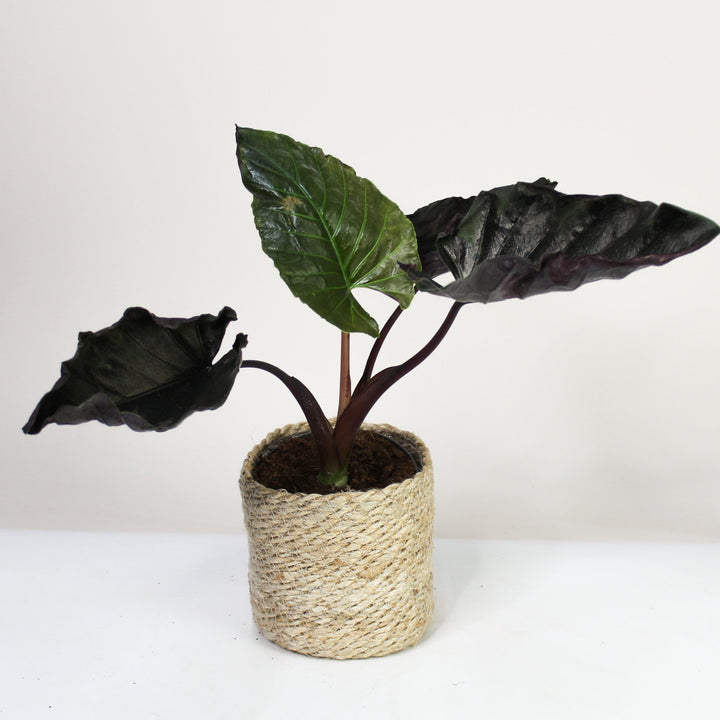 B-Ware Sale A. Antoro Velvet Foliage Dreams