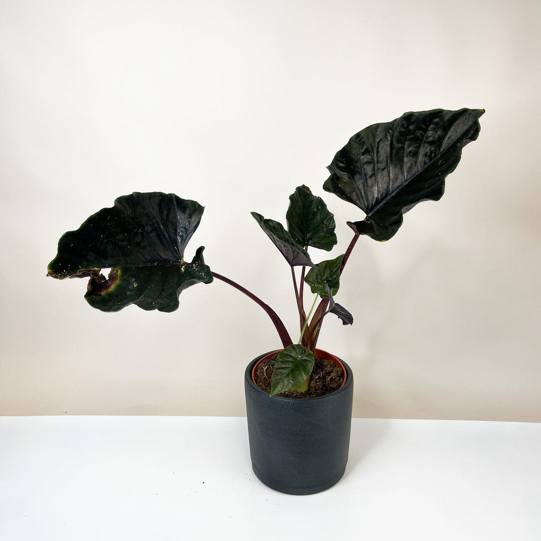 B-Ware Sale A. Antoro Velvet - ø19cm Foliage Dreams