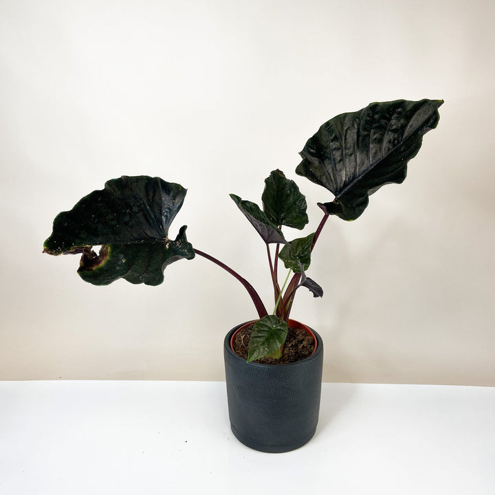 B-Ware Sale A. Antoro Velvet - ø19cm Foliage Dreams