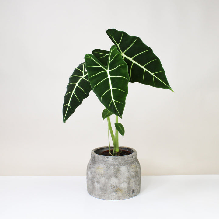 B-Ware Sale A. Frydek Foliage Dreams
