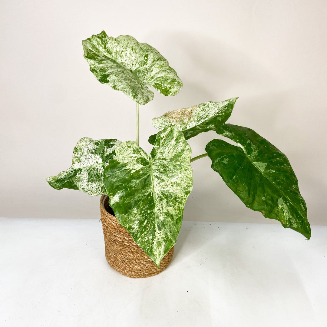 B-Ware Sale A. Macrorrhiza Splash Foliage Dreams