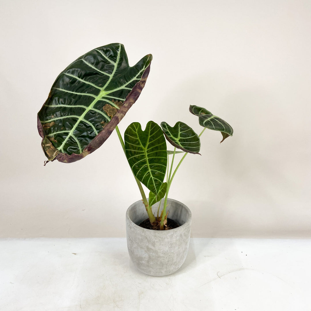 B-Ware Sale A. Watsoniana 'Shine Form' Foliage Dreams