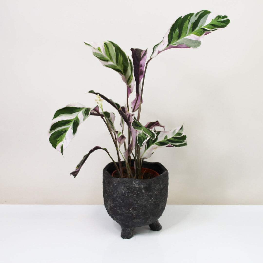 B-Ware Sale C. White Fusion Foliage Dreams