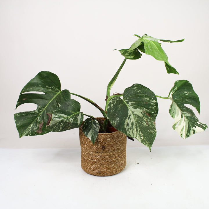 B-Ware Sale M. Deliciosa Variegata C-Ware Foliage Dreams