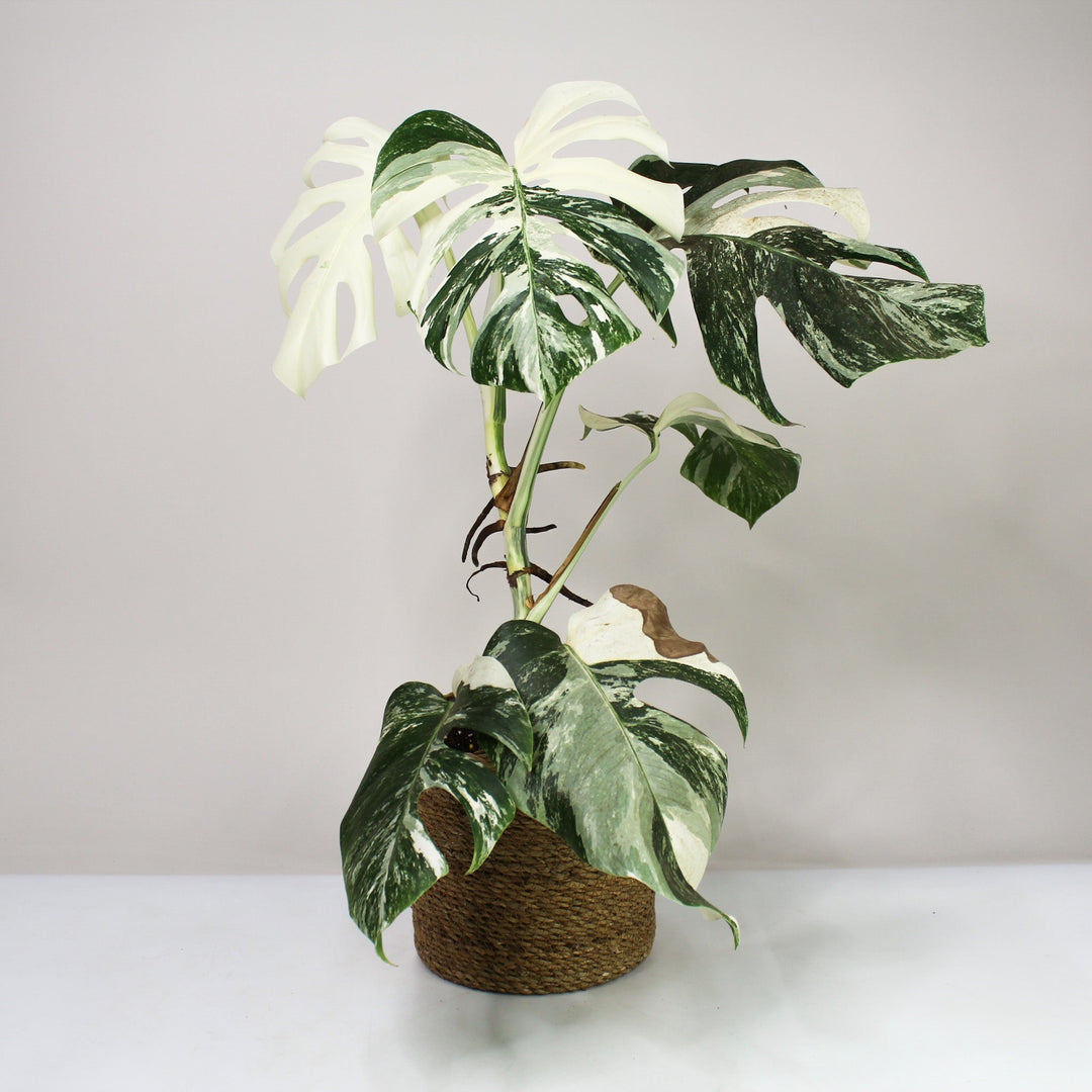 B-Ware Sale M. Deliciosa Variegata - Extrem Foliage Dreams