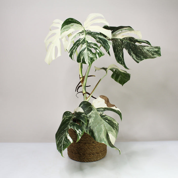 B-Ware Sale M. Deliciosa Variegata - Extrem Foliage Dreams