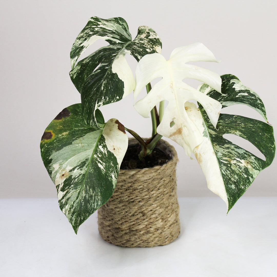 B-Ware Sale M. Deliciosa Variegata - M Foliage Dreams
