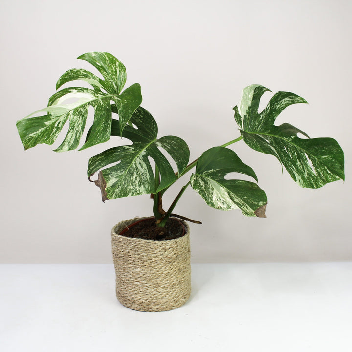 B-Ware Sale M. Deliciosa Variegata - Viel Foliage Dreams