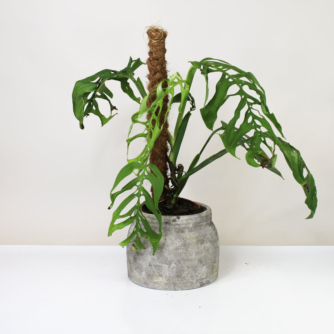 B-Ware Sale M. Esqueleto Foliage Dreams