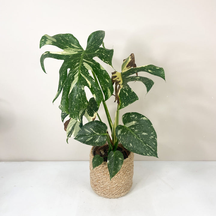 B-Ware Sale M. Thai Constellation - L Foliage Dreams