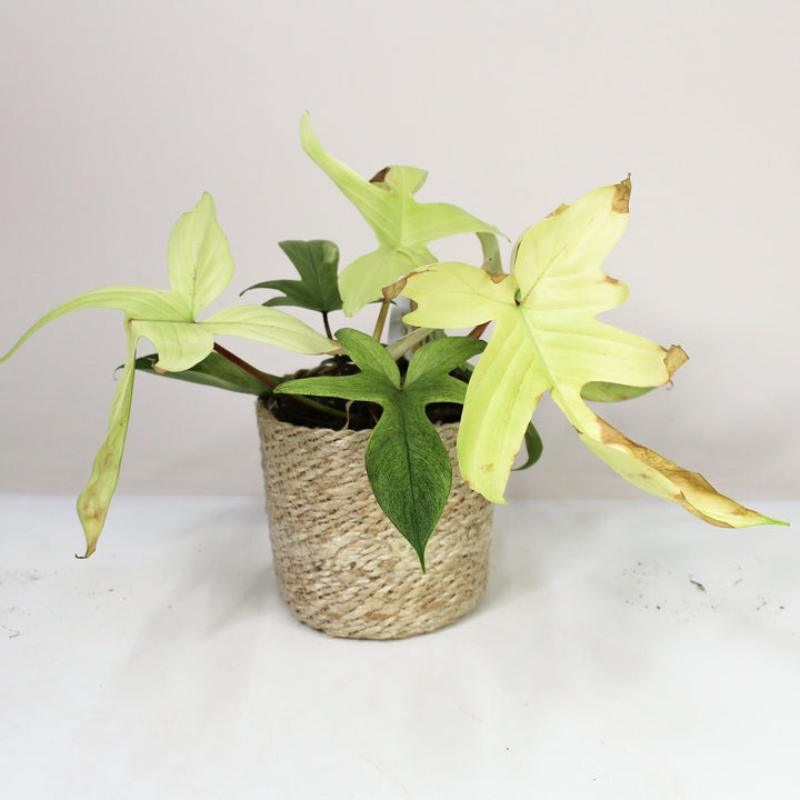 B-Ware Sale P. Florida Ghost Foliage Dreams