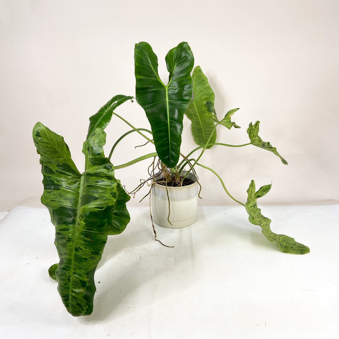 B-Ware Sale P. Melanochrysum - XL Foliage Dreams
