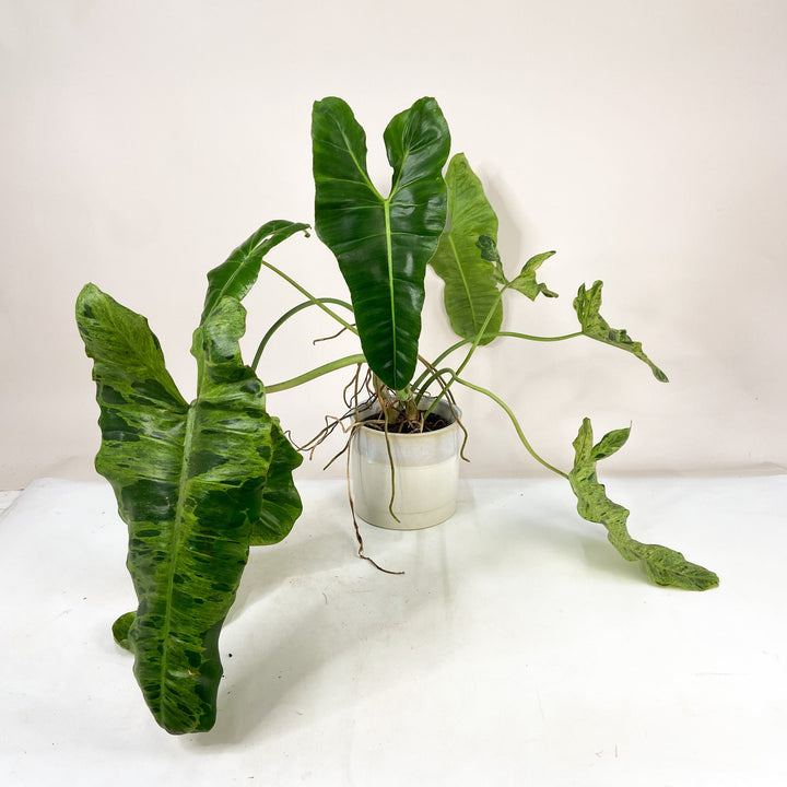 B-Ware Sale P. Melanochrysum - XL Foliage Dreams