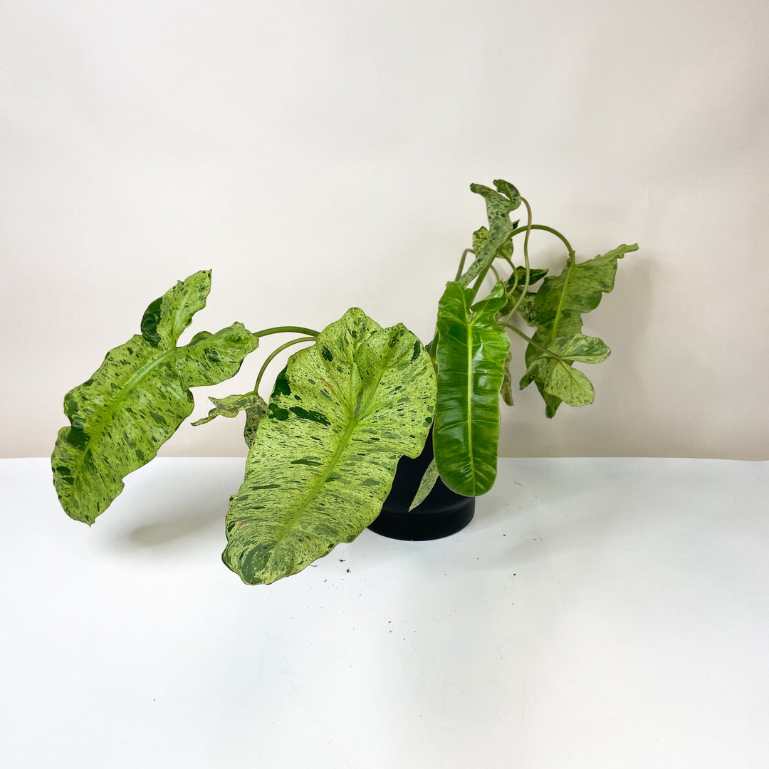 B-Ware Sale P. Paraiso Verde - L Foliage Dreams