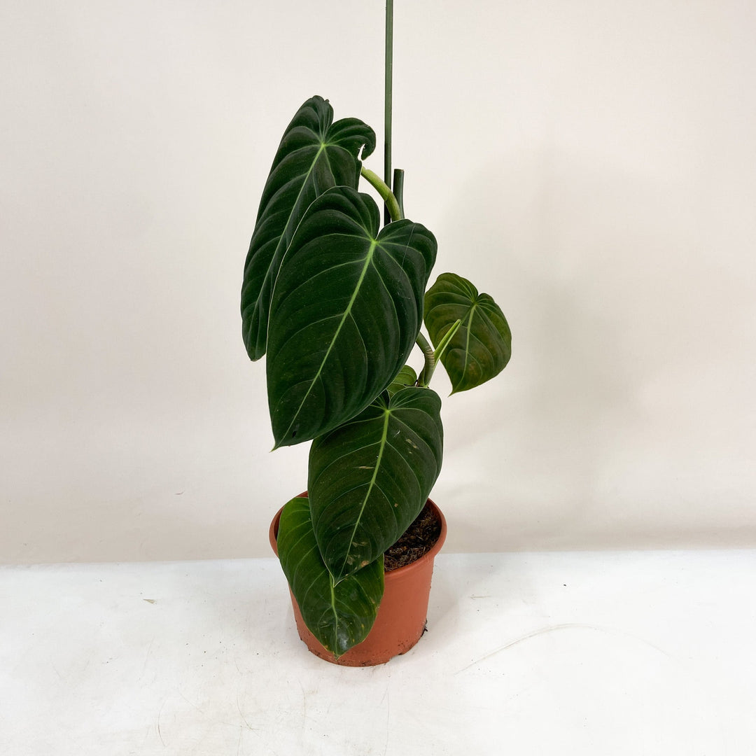 B-Ware Sale P. Paraiso Verde - XL Foliage Dreams