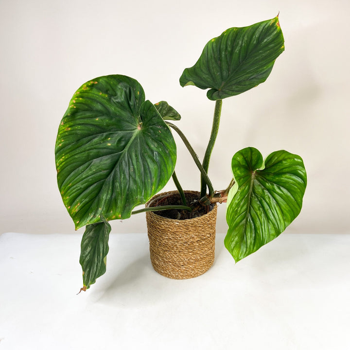 B-Ware Sale P. Plowmanii Foliage Dreams