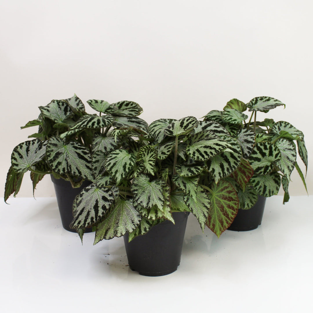 Begonia Silver Jewel Foliage Dreams