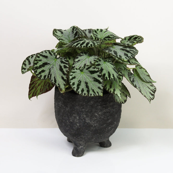 Begonia Silver Jewel Foliage Dreams