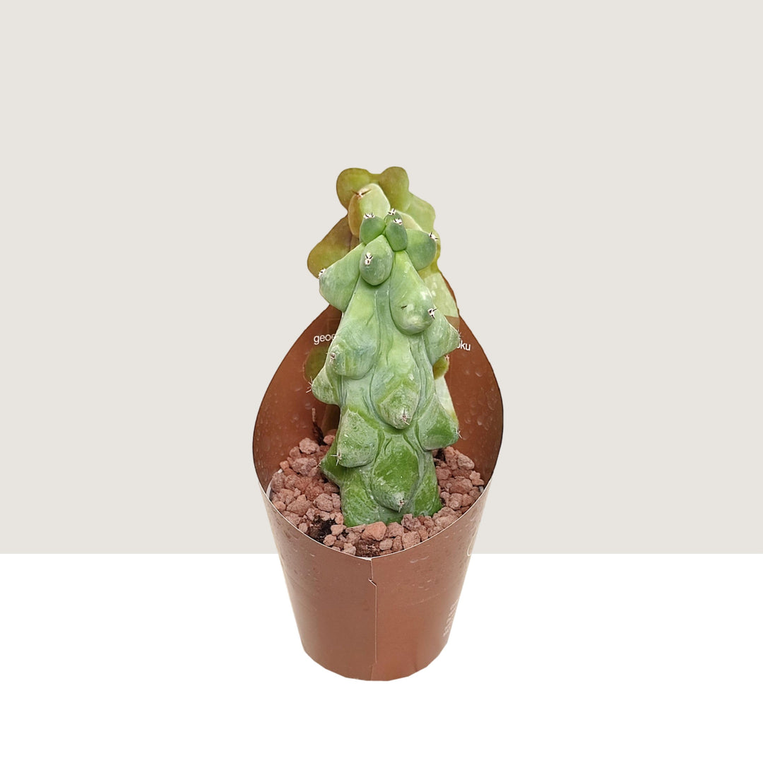 Booby Cactus (Myrtillocactus geometrizans cv. fukurokuryuzinboku) Foliage Dreams