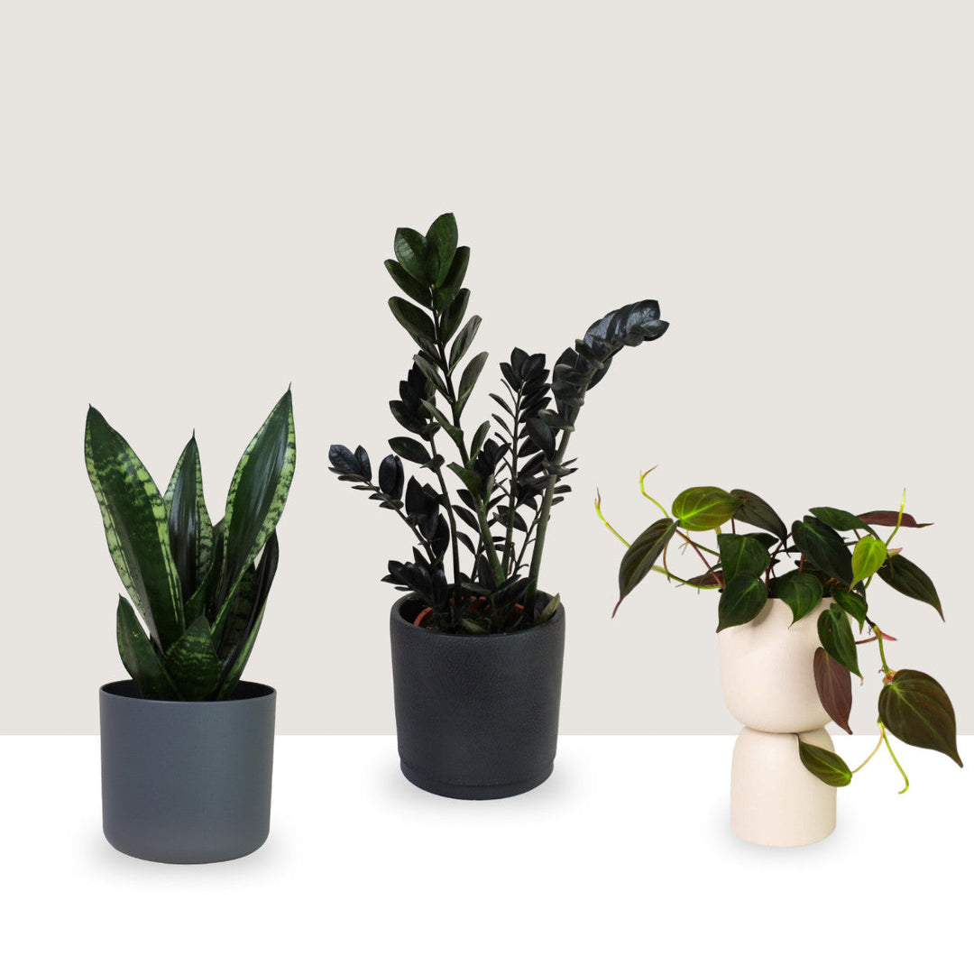 Bundle 2 - ZZ Raven (Ø 17cm) + Sansevieria Grey Stripe (Ø 14cm)+ Philodendron Micans (Ø 12cm) M / M / L Foliage Dreams