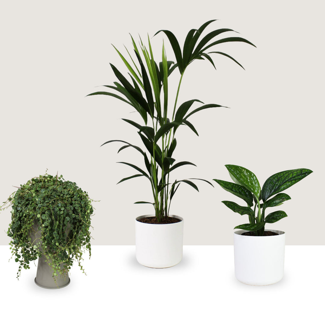 Bundle 3 - Kentia Palme (Ø 19cm) + Monstera karstenianum (Ø 12cm)+ String of Turtles(Ø 14cm) L / M / L Foliage Dreams