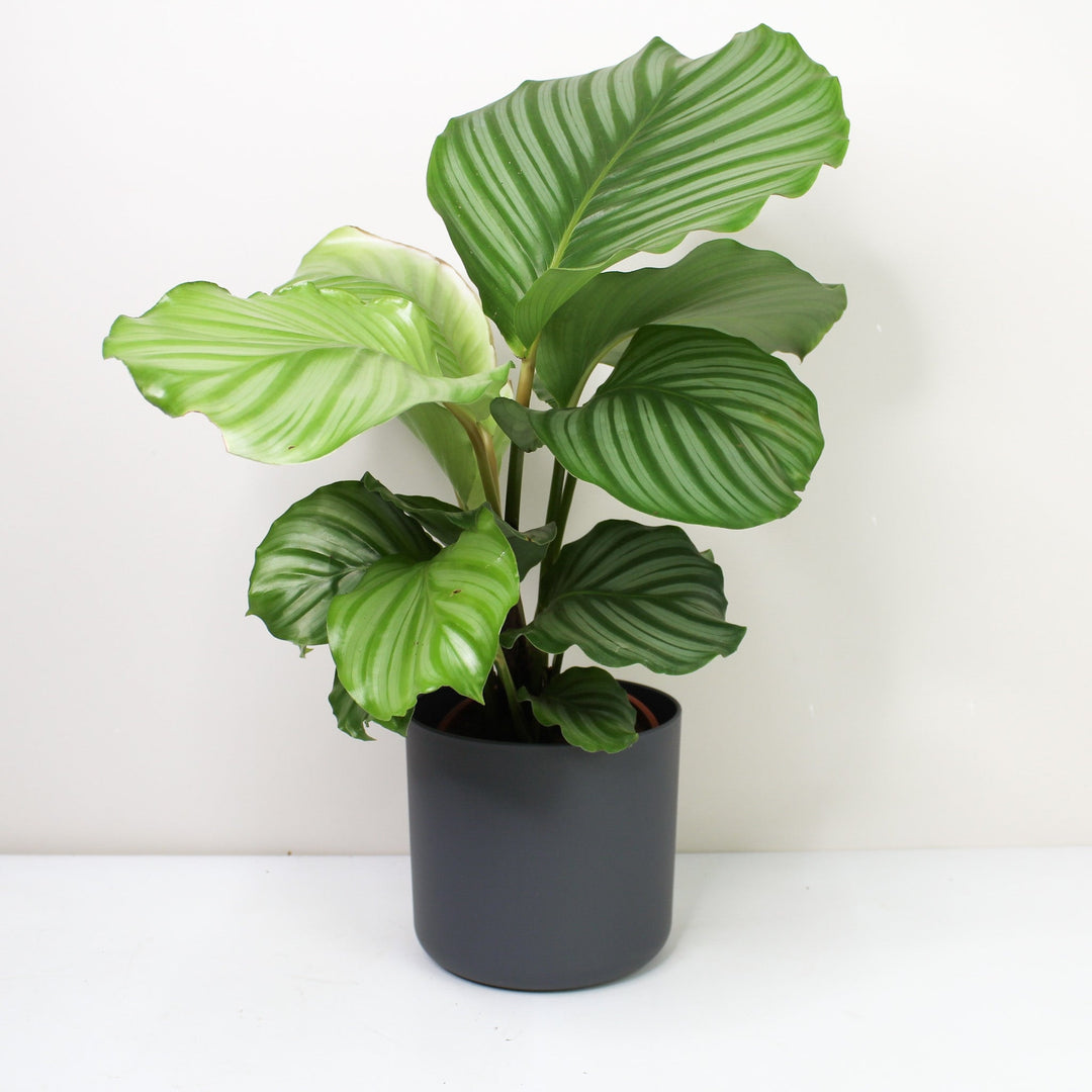 Calathea Orbifolia (Korbmarante) Foliage Dreams