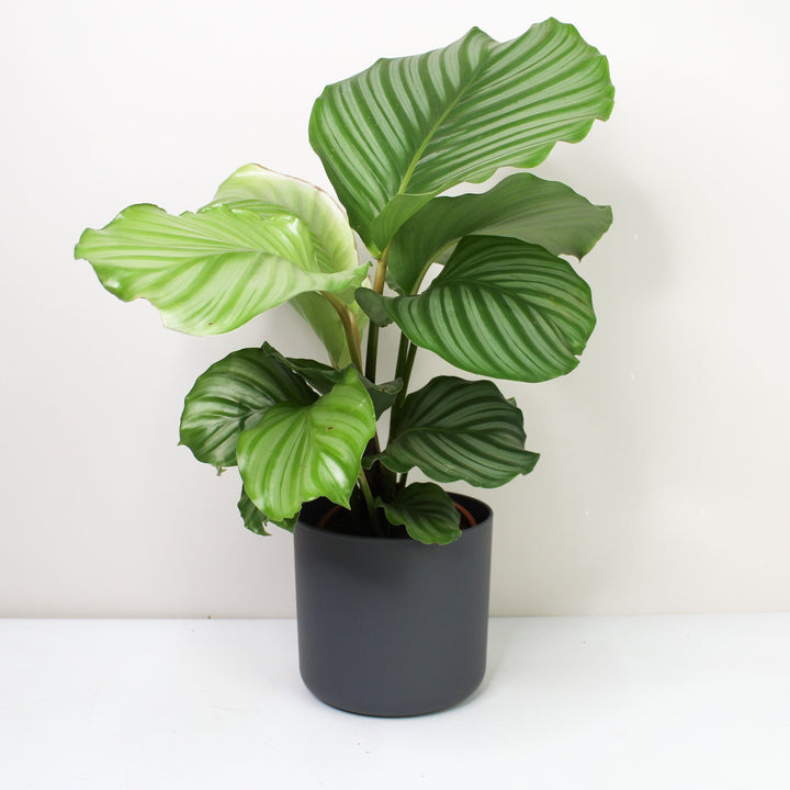 Calathea Orbifolia (Korbmarante) Foliage Dreams