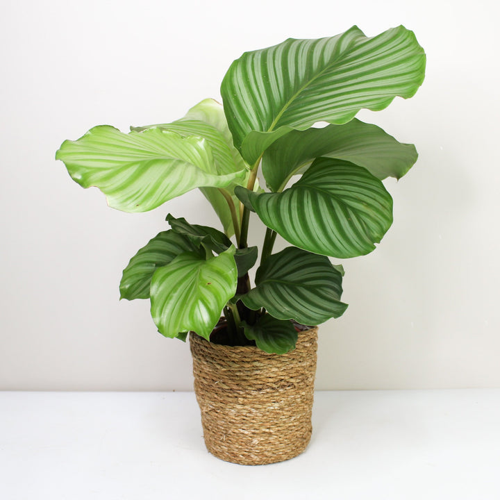 Calathea Orbifolia (Korbmarante) Foliage Dreams
