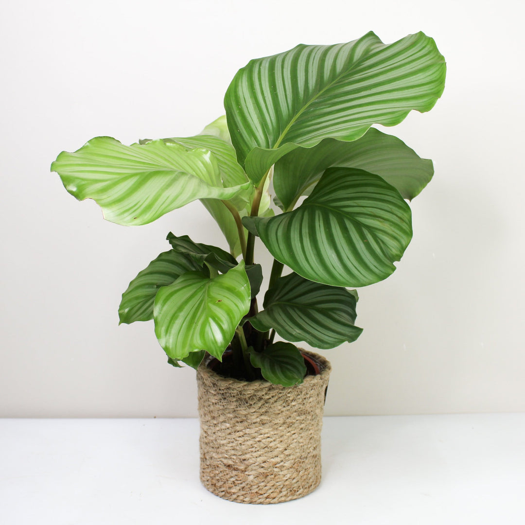 Calathea Orbifolia (Korbmarante) Foliage Dreams