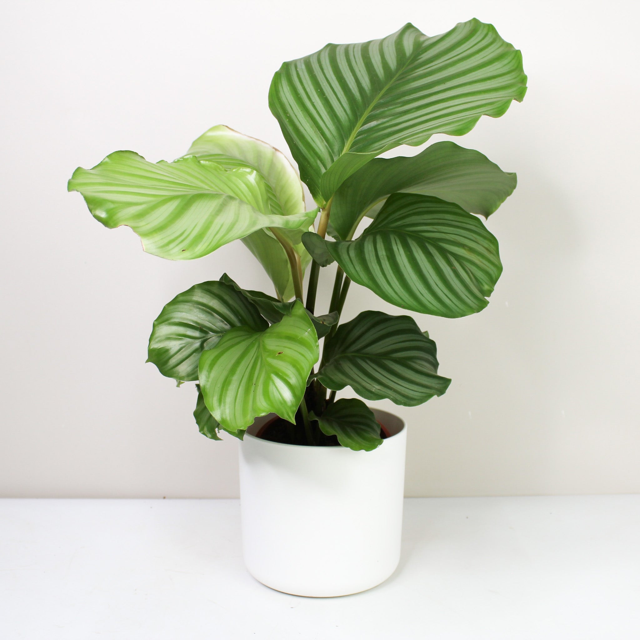 Calathea Orbifolia (Korbmarante) – Foliage Dreams