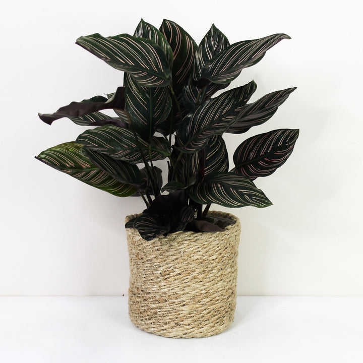 Calathea Ornata (Korbmarante) Foliage Dreams