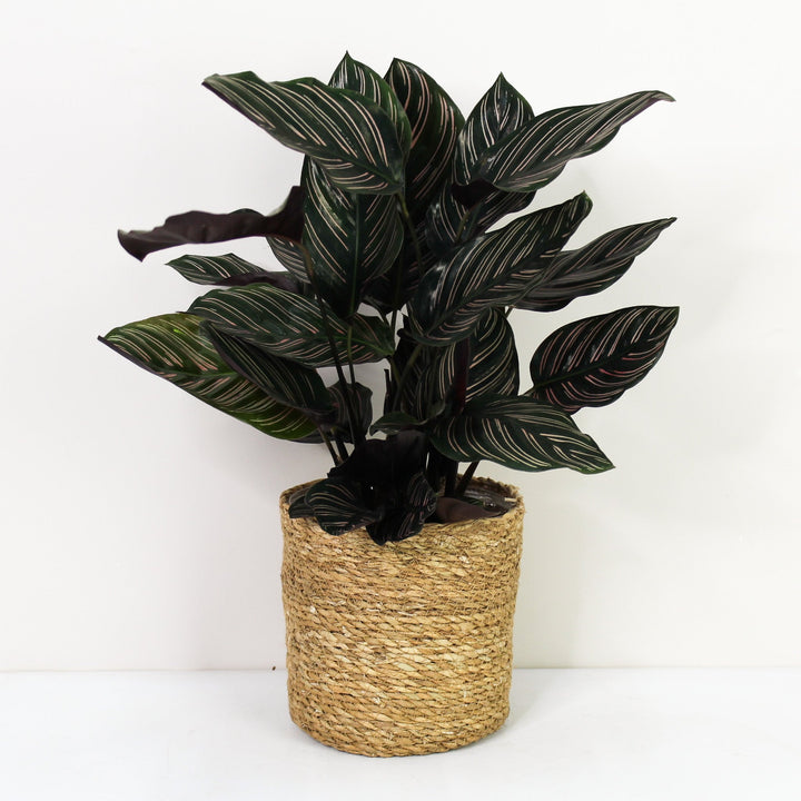 Calathea Ornata (Korbmarante) Foliage Dreams