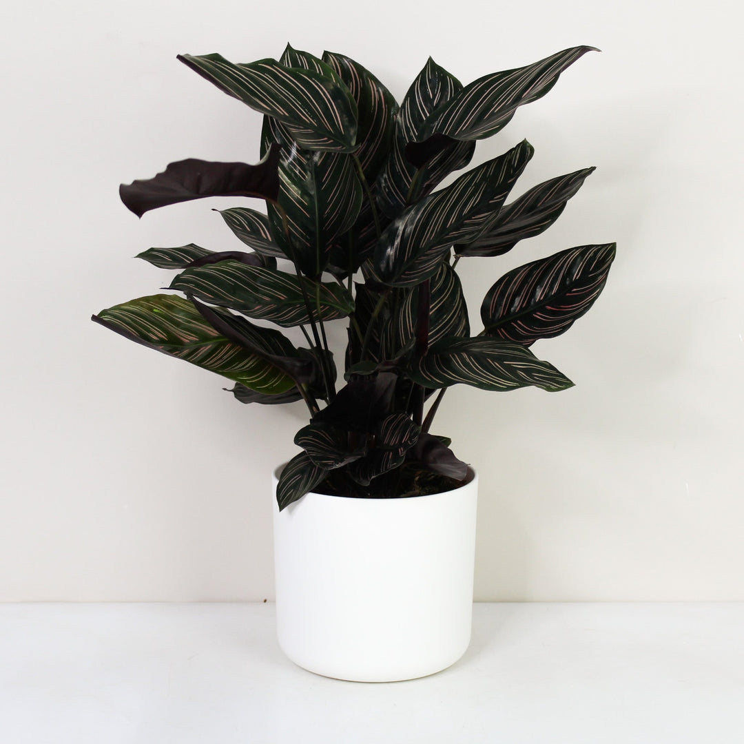 Calathea Ornata (Korbmarante) Foliage Dreams