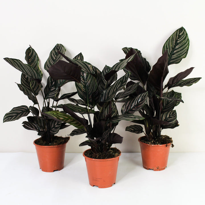 Calathea Ornata (Korbmarante) Foliage Dreams