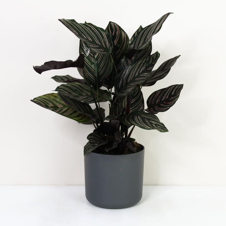 Calathea Ornata (Korbmarante) Foliage Dreams