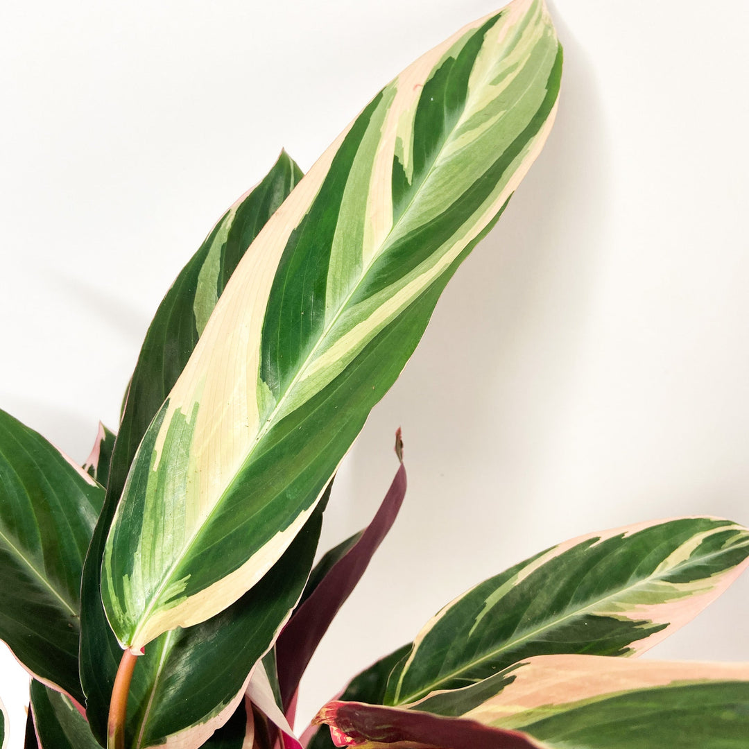 Calathea 'Triostar' Foliage Dreams