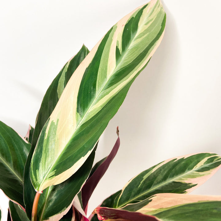Calathea 'Triostar' Foliage Dreams