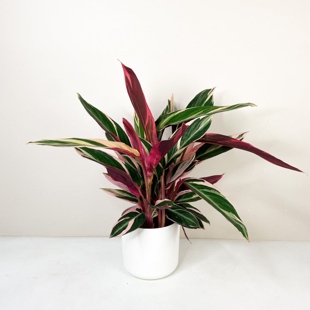 Calathea 'Triostar' Foliage Dreams