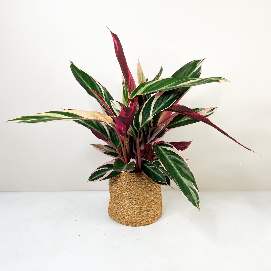 Calathea 'Triostar' Foliage Dreams