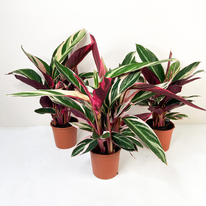 Calathea 'Triostar' Foliage Dreams