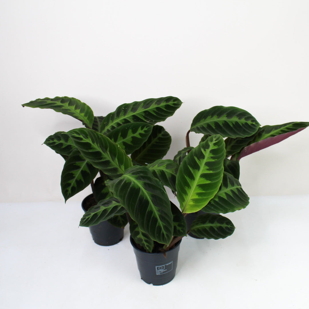Calathea Warscewiczii (Korbmarante) Foliage Dreams