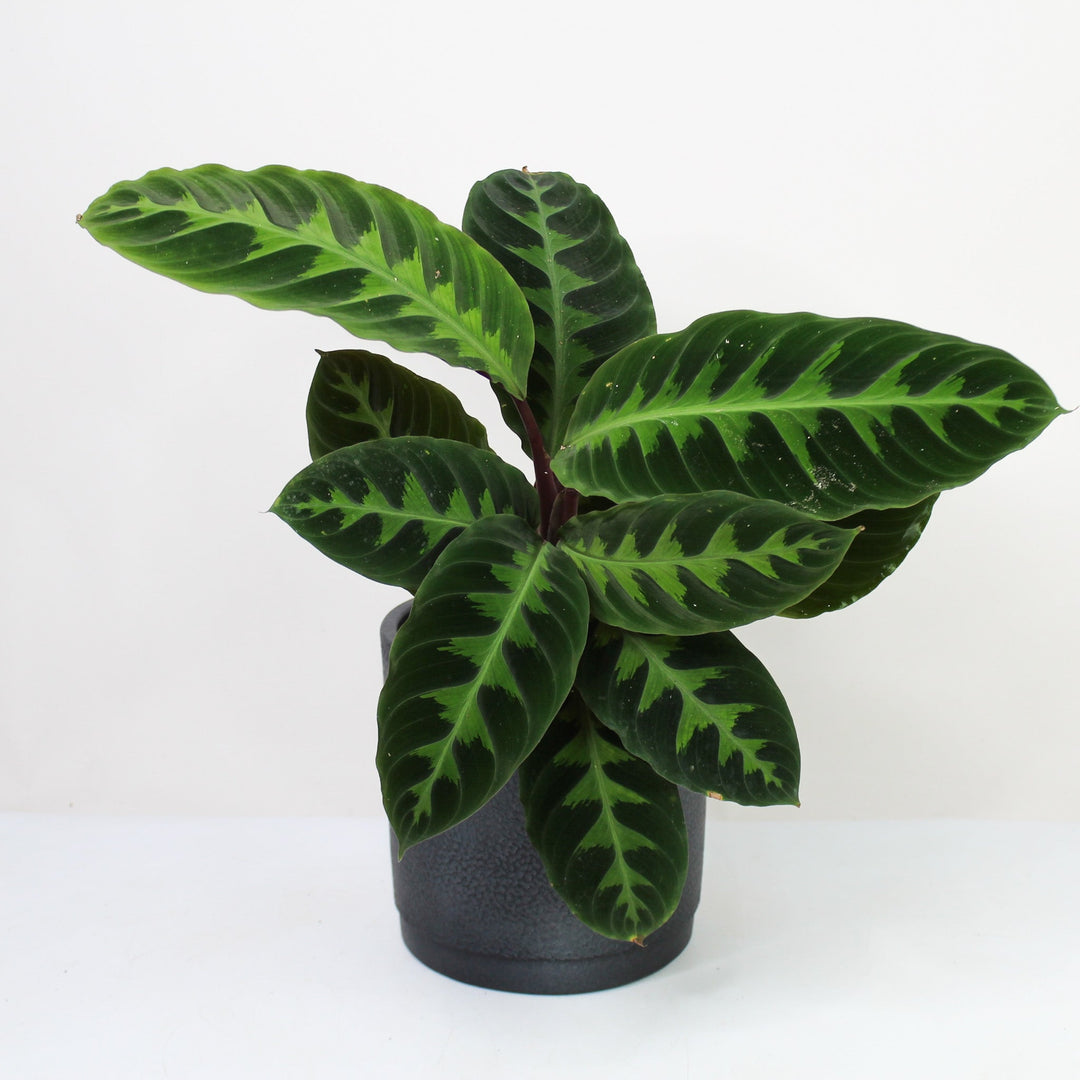 Calathea Warscewiczii (Korbmarante) Foliage Dreams