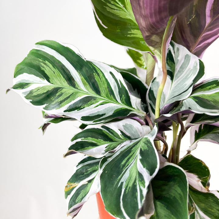 Calathea White Fusion (Korbmarante) Foliage Dreams
