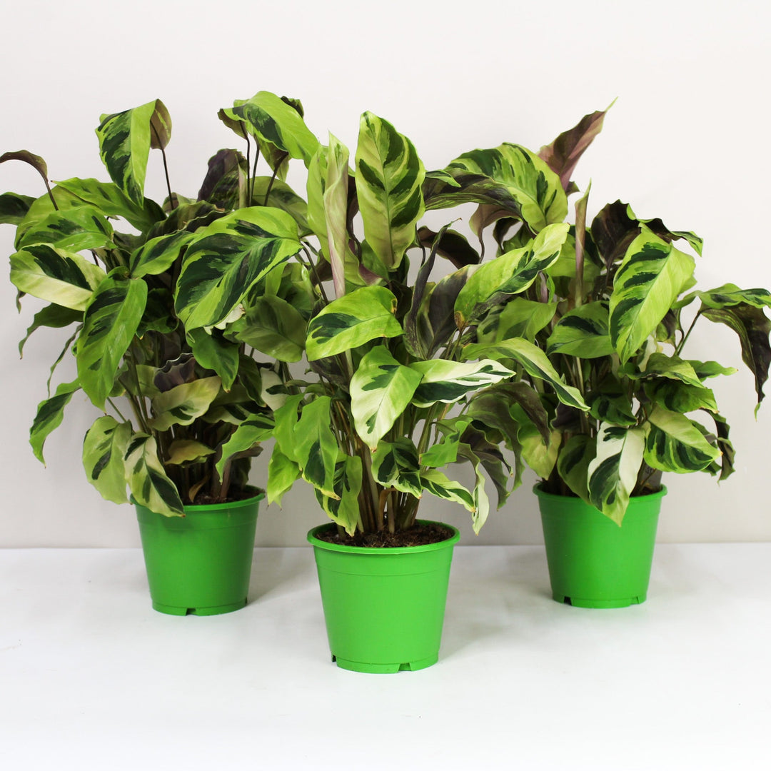 Calathea Yellow Fusion (Korbmarante) Foliage Dreams